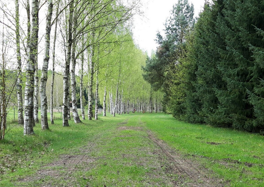 Arboretum Forest District Marcule, Marcule, Poland, Poland